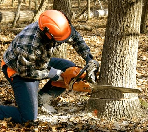 Tree Removal in New Paris, OH
